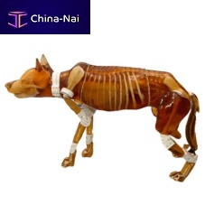 Ultrasound imaging veterinary test phantom DG-A01X-rayfor dogs