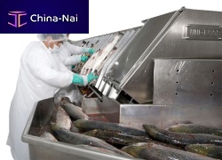 Salmon gutting line U1, U2