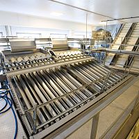 Fish grader for vegetablesshrimproller