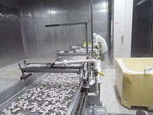Water cooling system ZD-XL 1500shrimpstainless steelwith belt conveyor