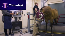 Veterinary CT scanner EQUINA®for equines