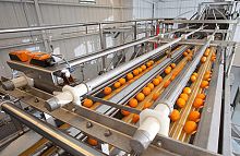 Fruits and vegetable grader 5500roller