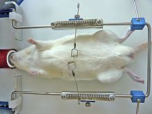 Surgical retractor OWRF, WR-M, WR-Rfor animal researchfor micefor rats