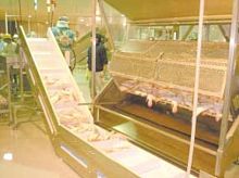 Automatic fish scaling machine DS Seriessemi-automatic