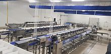 Fish grading machine PRSG-WFGbeltsortingwith conveyor
